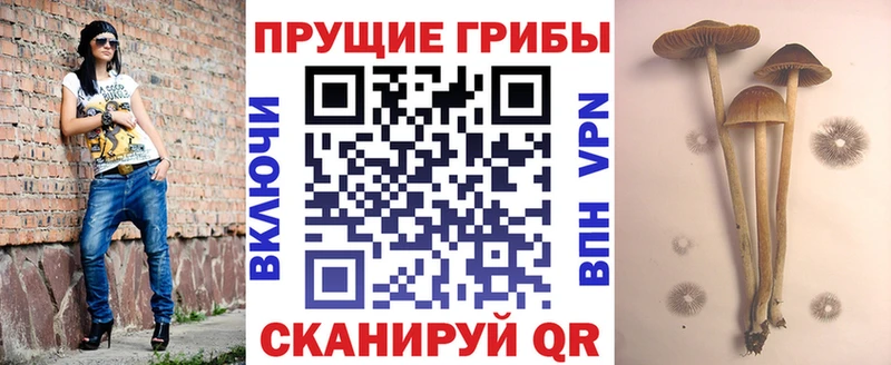 где продают   MEGA маркетплейс  Псилоцибиновые грибы Psilocybine cubensis  Вилючинск 
